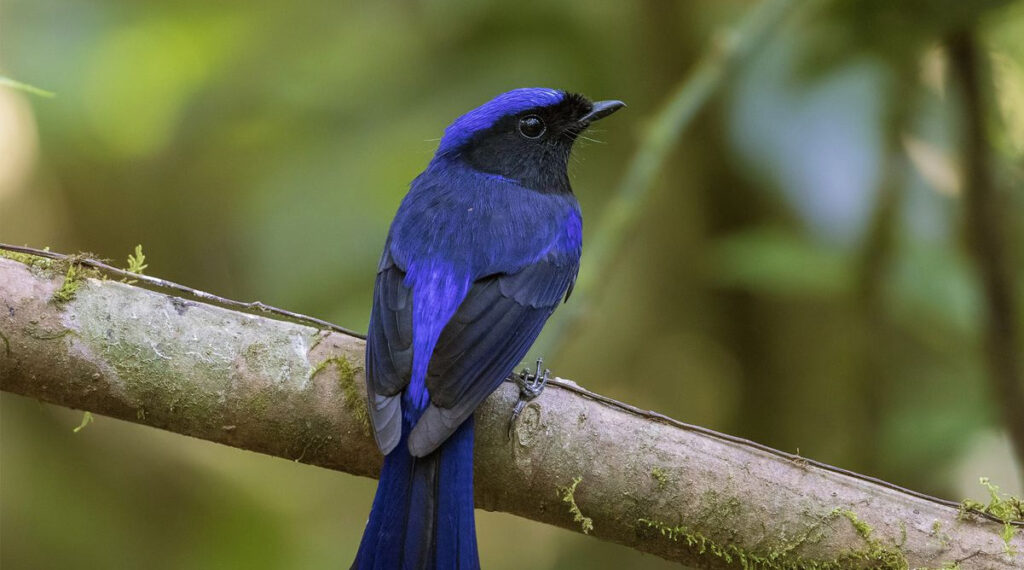 Bidoup Nationaal park vogelsspotten Vietnam