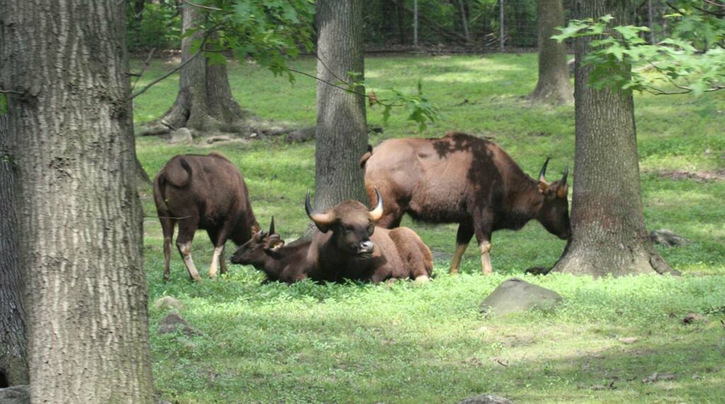 Gaur wilde dieren in Vietnam