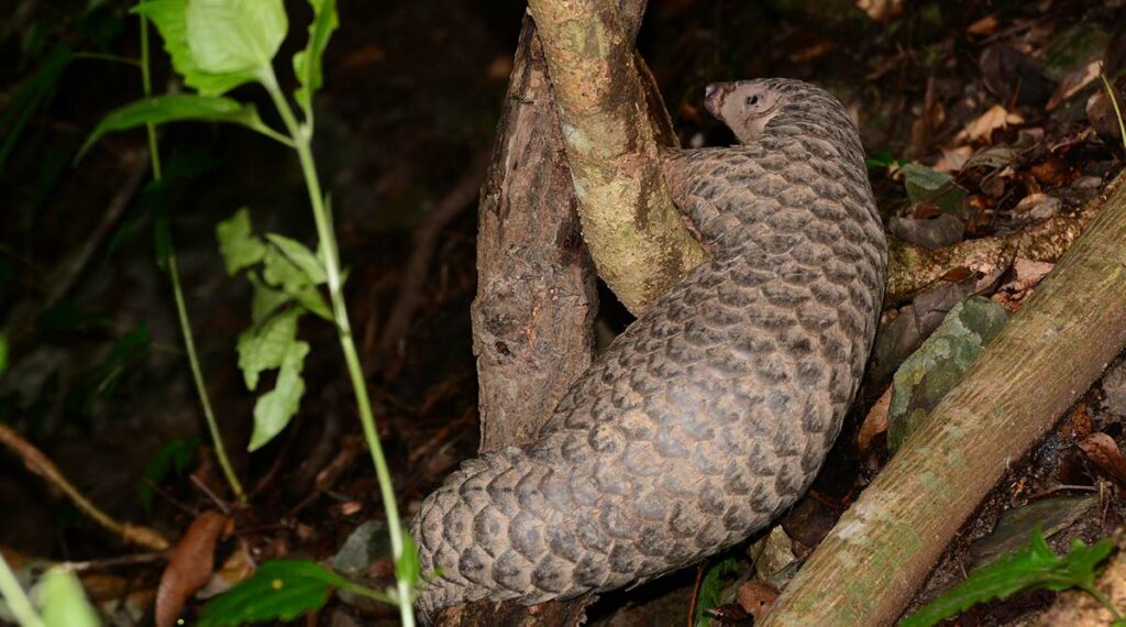 Pangolin