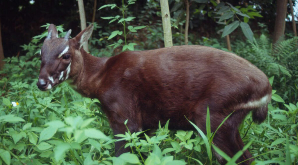 Saola