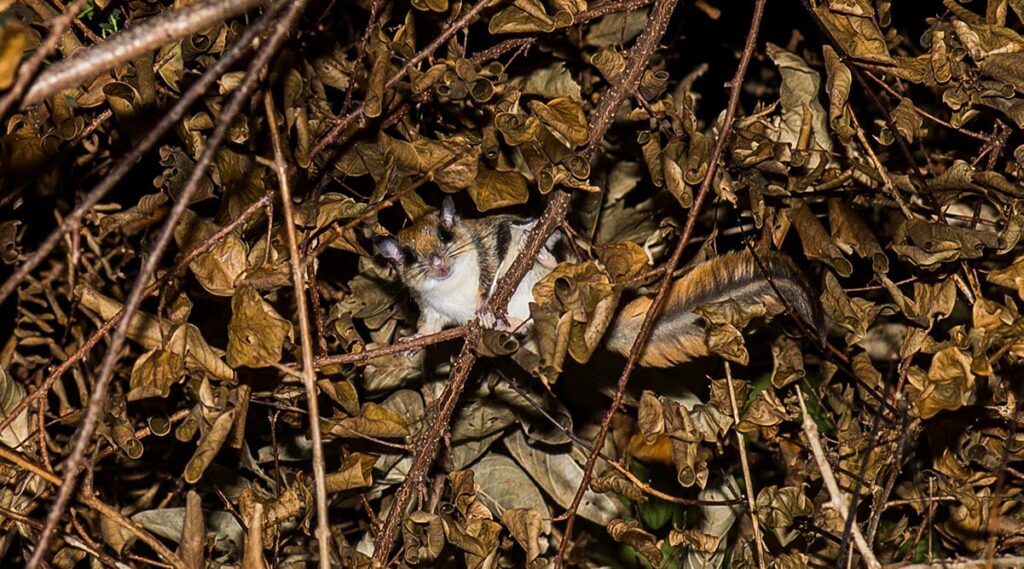 Vliegende eekhoorn in Vietnam