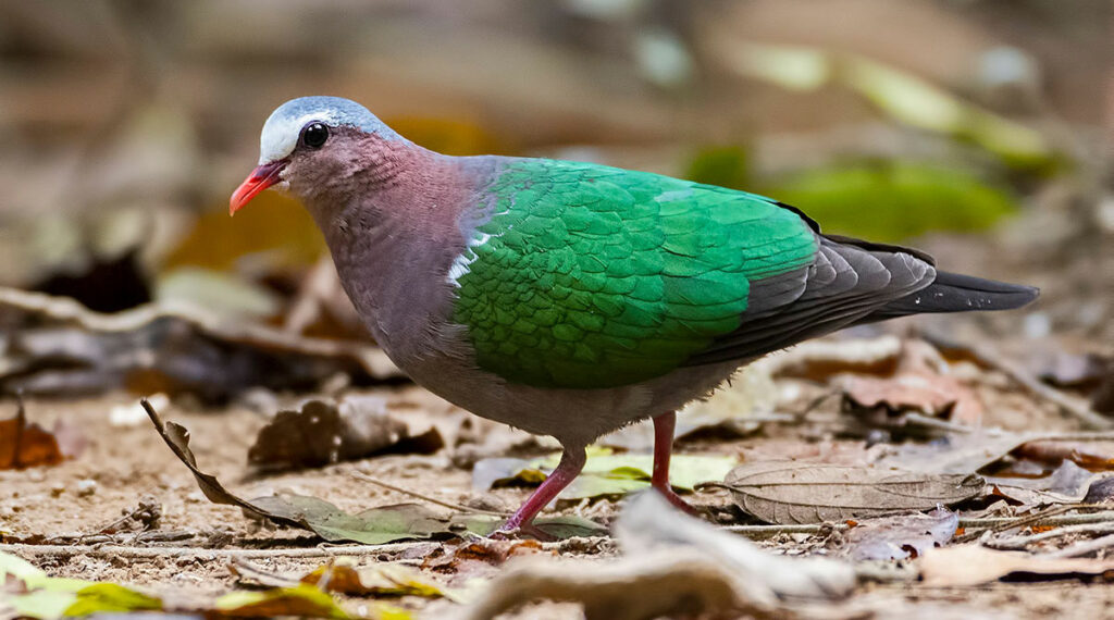 vogel Vietnam Cat Tien Nationaal park