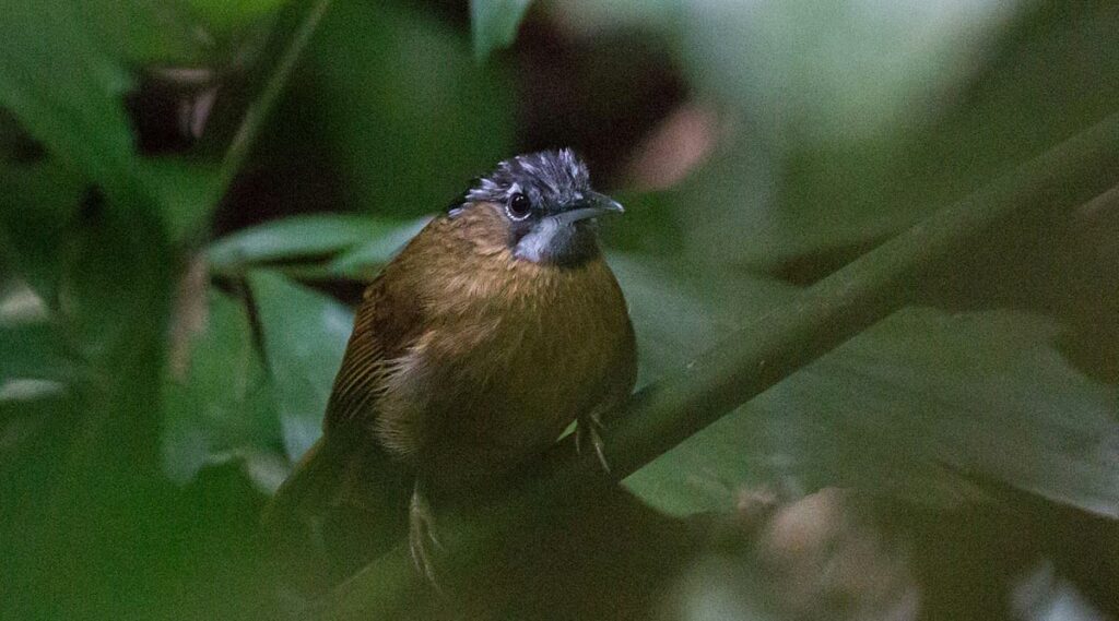 vogel Vietnam Cuc Phuong Nationaal park