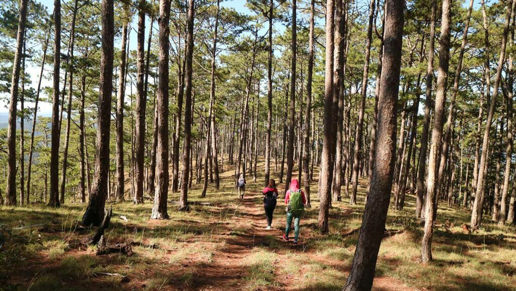 wandeling door het bos van Bidoup Nationaal Park