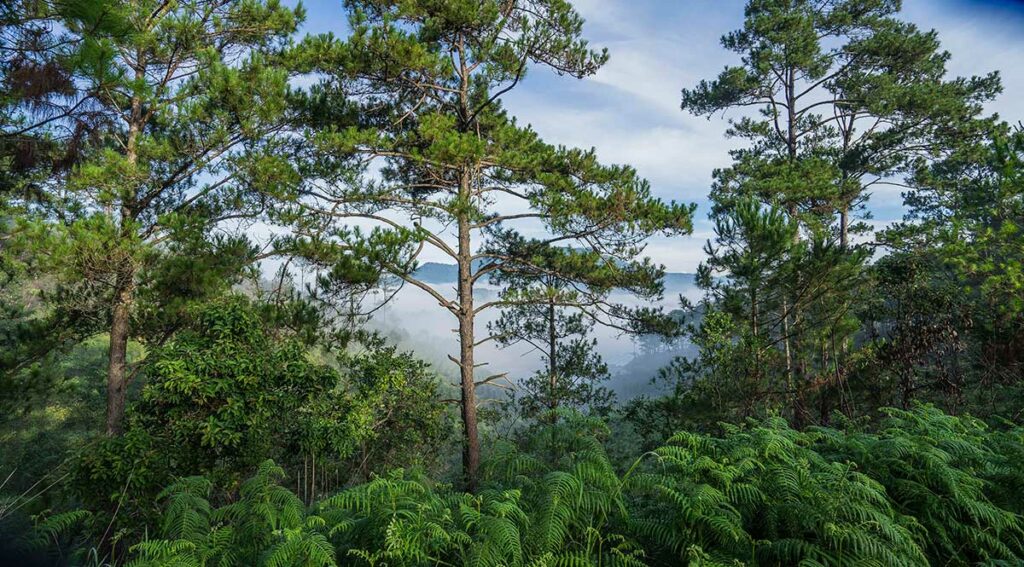 Bidoup Nationaal Park in de buurt van Dalat