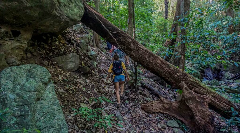 Vietnam jungle in het Chu Mon Ray Nationaal Park in Kon Tum